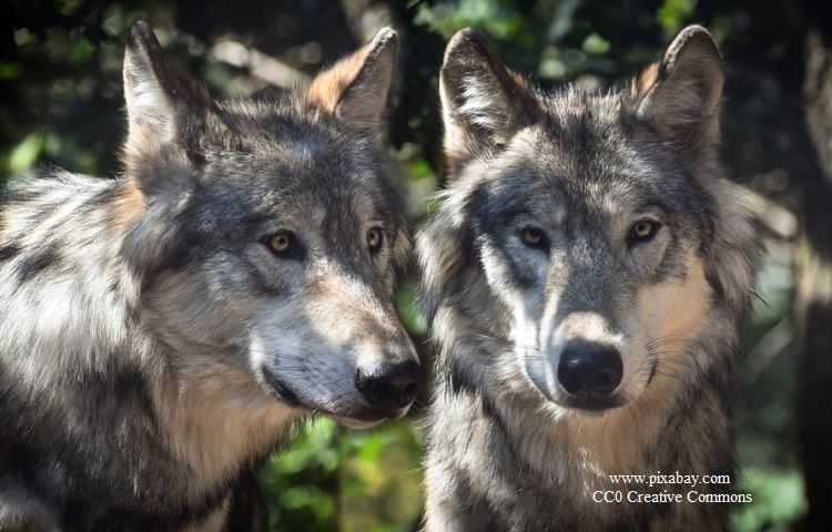Thüringen: Umweltministerium sieht keine Hinweise auf ein Wolfsrudel
