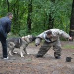 Hund Kampfhund pixabay CC0