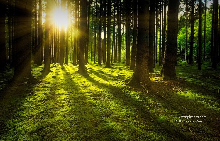 Thüringen: Fast 80 Prozent der Wälder sind PEFC-zertifiziert