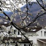 Baum Blüten Wetter Klima Pixabay CC0