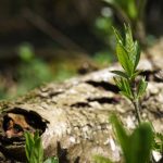 Baum, Baumpflanzung Pixabay CC0