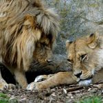 tzp-loewen bagani ribat