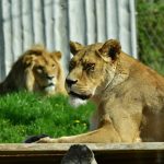 tzp-loewin ribat und loewe bagani