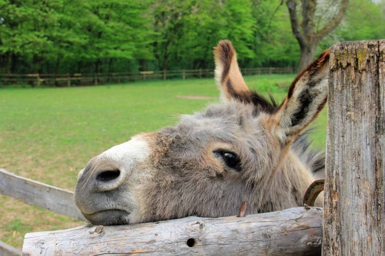 Tierpark Gera: Rekordzahlen von 178.500 Besucher erreicht