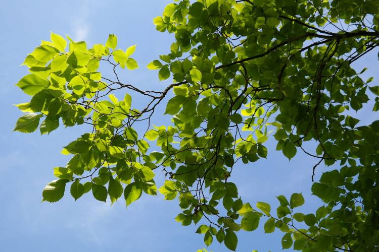 Erfurt: 120 neue Bäume sollen für besseres Klima sorgen