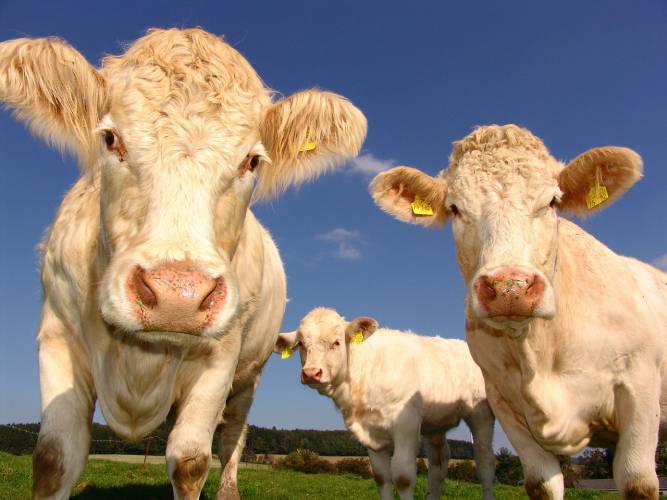 Gera: Allgemeinverfügung soll Rinder schützen