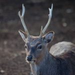 Reh, Rehobock Pixabay CC0