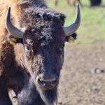 Bison Büffel Pixabay CC0