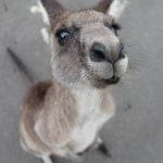kangaroo-1149807_1280