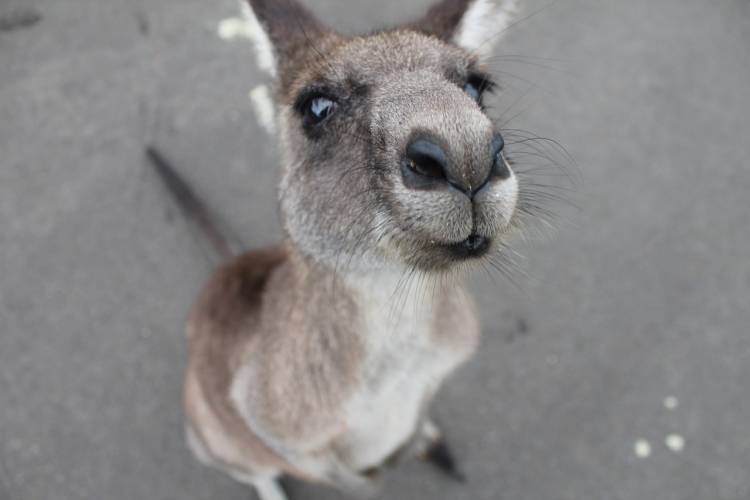 Gera sucht Namen für zwei Känguru-Jungen