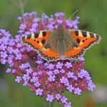 kleiner-fuchs_nabu_helge-may2_