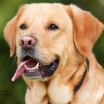 dog-1210559_960_720 hund symbol Chiemsee2015 www.pixabay.com CC0 Creative Commons