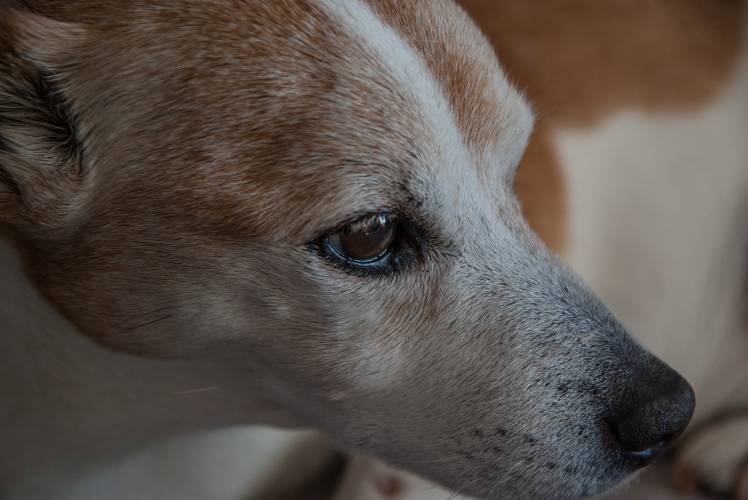 Sömmerda: Schwan und Hunde gerettet