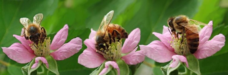 Thüringen: Förderung für den Biotopverbund für Wildbienen