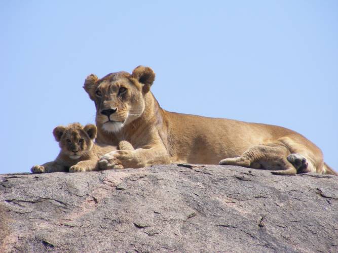 Gera: 1.000 Euro Spende für die Löwen im Tierpark