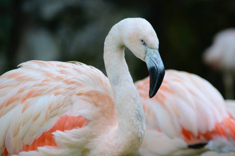 Zoopark Erfurt: erste Küken bei den Flamingos geschlüpft