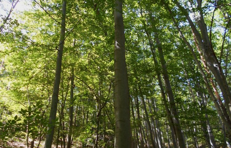 Erfurt: Selbstverpflichtung für vorbildlichen Baumschutz