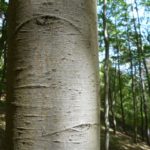 Wald Baum Symbol TNetzbandt thib24.de 750