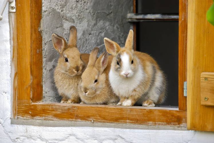 Saalfeld: Schul-Kaninchen getötet