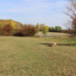 Die Weide am Ortsrand von Cospeda