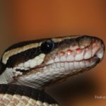 snake-601831_960_720 schlange reptil königspython sipa Pixabay License