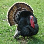 turkey-2355465_960_720 truthahn create219 Pixabay License