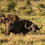 Büffel Wasserbüffel Pixabay