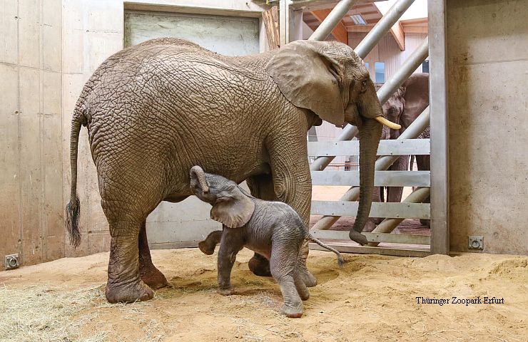 Erfurt: Babyelefant hat morgen zum ersten Mal Freigang