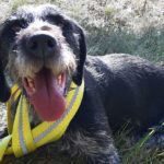 Wer vermisst seit dem 21.09.2020 diesen Jagdhund?