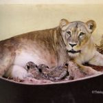 PM 24 – Löwennachwuchs im Thüringer Zoopark Erfurt