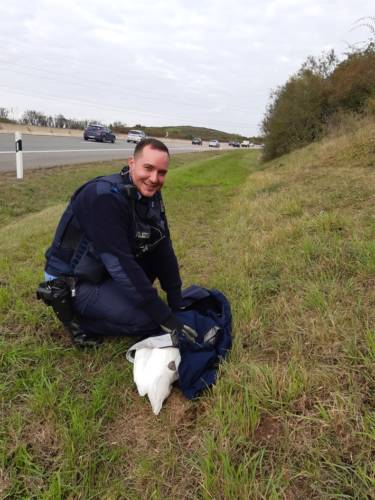 A 71 – Schwan von der Autobahn gerettet