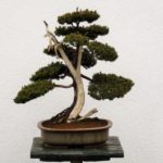 Bild des gestohlenen Bonsai