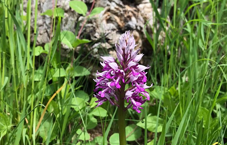 Ausflugstipp: Orchideenwanderung bei Jena