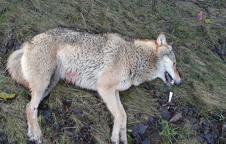 Merkers: Wolf stirbt bei Autounfall