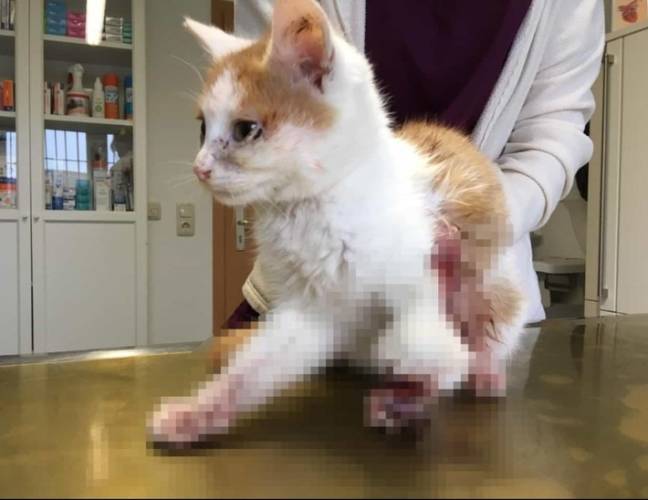 Abtsbessingen: Katze durch Falle verletzt, Pfote muss amputiert werden
