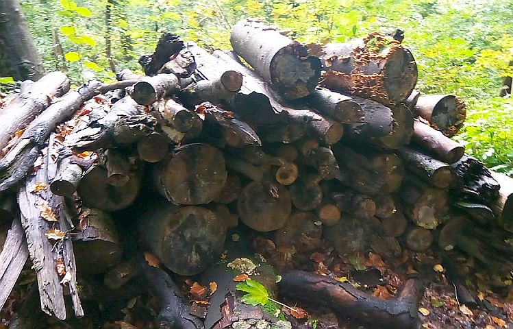 Ilmenau: Stadt bitte um Verständnis für umfangreiche Waldarbeiten