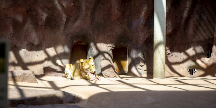 Zoopark Erfurt: Löwin Latika feiert 3. Geburtstag