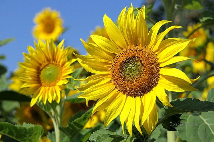 Anbau von Sonnenblumen in Thüringen verdoppelt sich