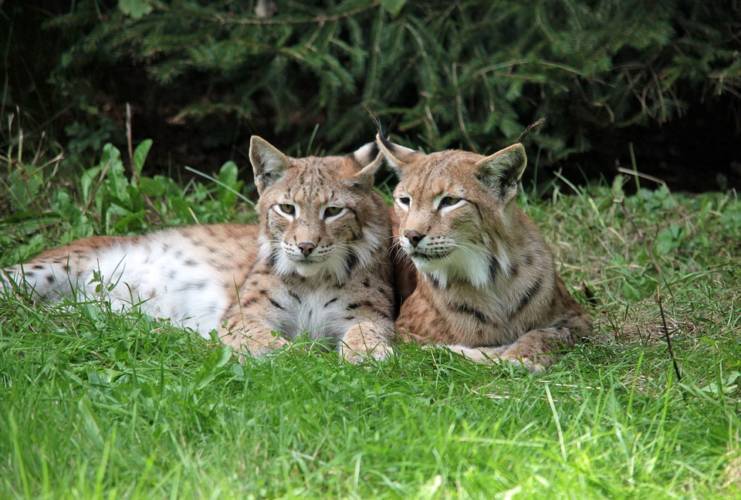 Thüringen: Projekt „Wildkatzenwälder von morgen“ gestartet