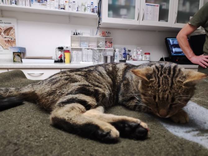 Meiningen: tierlieber Autofahrer rettet Katze