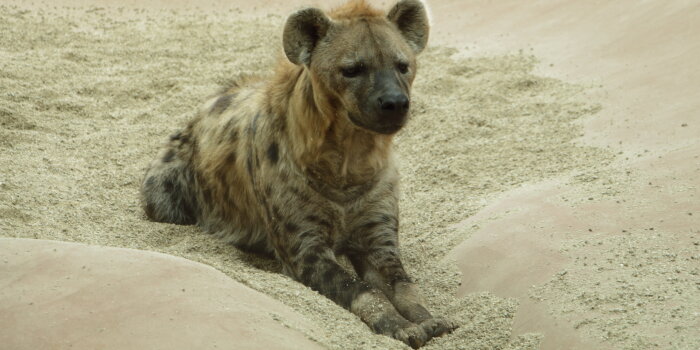 Zoopark Erfurt: Hyäne Ebu feiert 19. Geburtstag