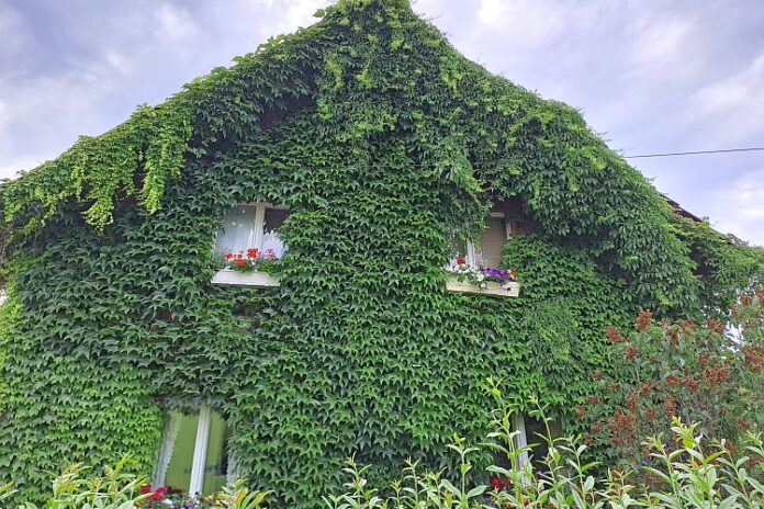 Haus Fassade Begrünung Symbol TNetzbandt www.thib24.de 750