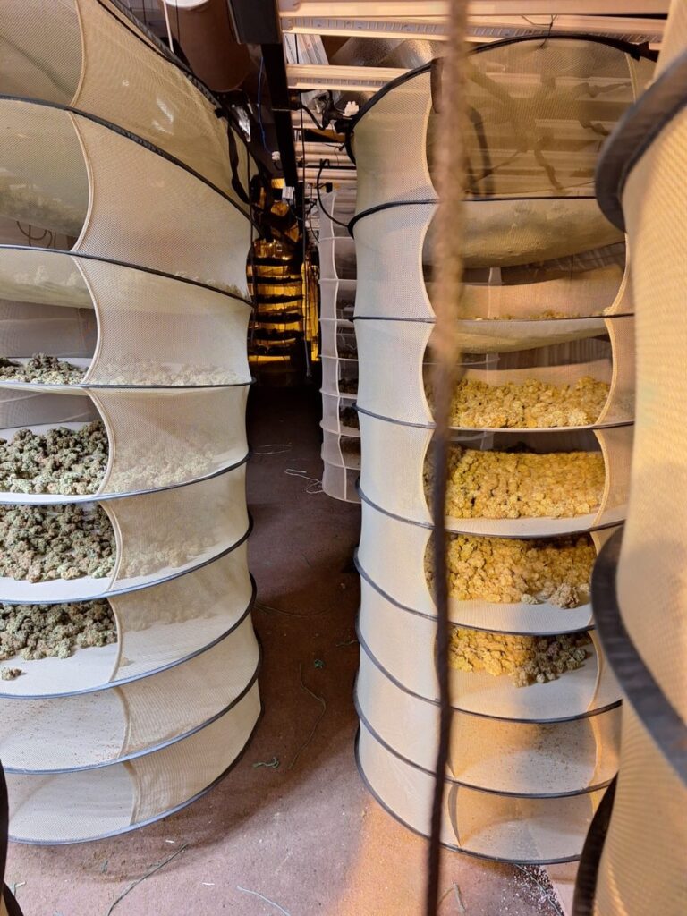 Tastungen: illegal angzapfte Solaranlage führt zu Profi-Canabis-Plantage