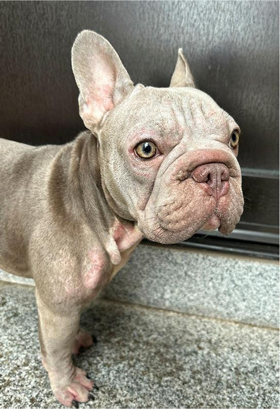 Saalfeld: junge Bulldogge zurückgelassen