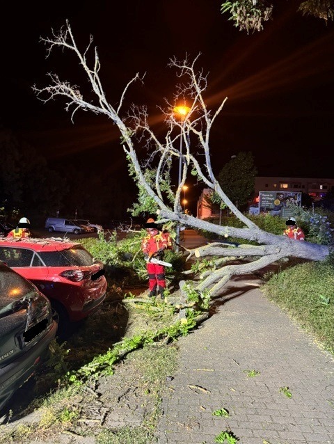 umgestürzter Baum